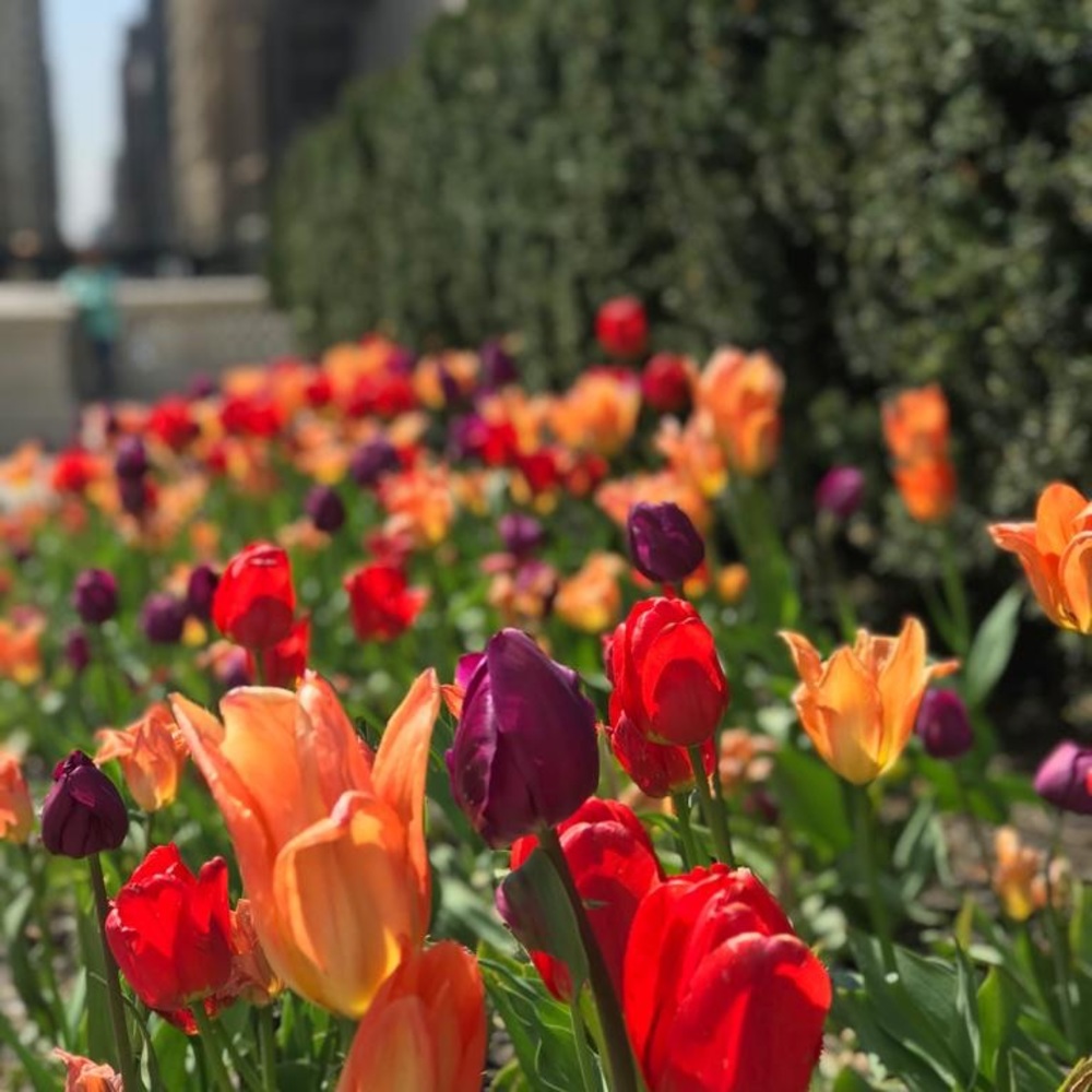 Meet your Posher, Clara